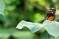 heliconius hecale